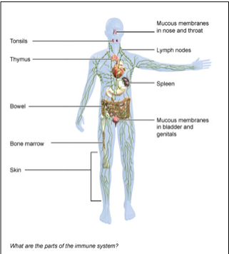 Chiropractic and Immunity